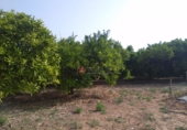 Rural estate for sale in Sagunto ref: TR16396 photo