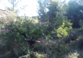 Non-developable land for sale in Estivella ref: TR32704 photo