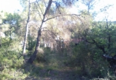 Non-developable land for sale in Estivella ref: TR32704 photo