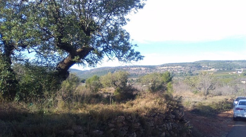 Valencia - Algimia de Alfara - 3274m2
