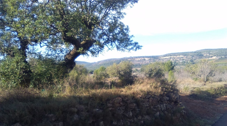 Valencia - Algimia de Alfara - 3274m2