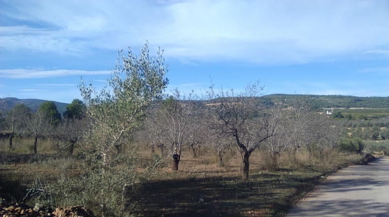 Valencia - Algimia de Alfara - 3274m2
