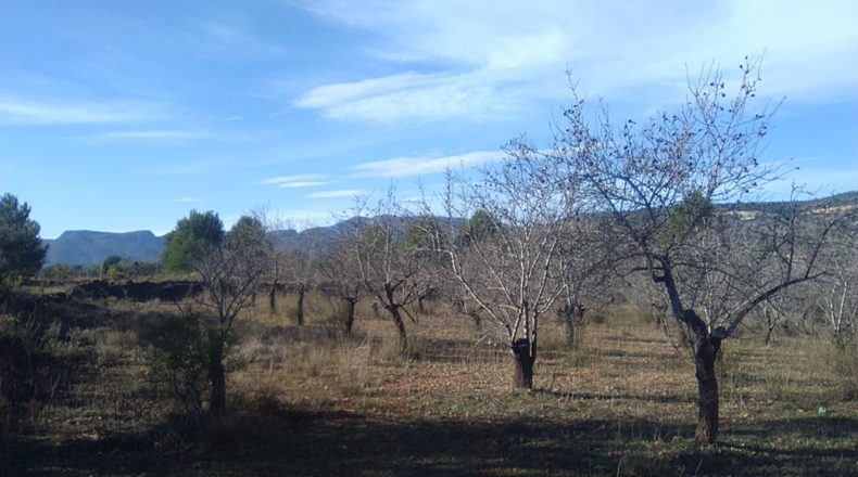 Valencia - Algimia de Alfara - 3274m2