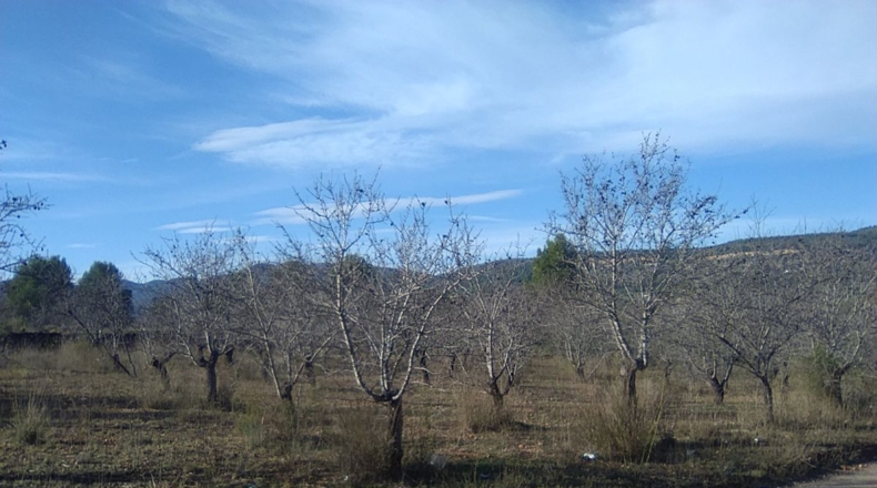 Valencia - Algimia de Alfara - 3274m2