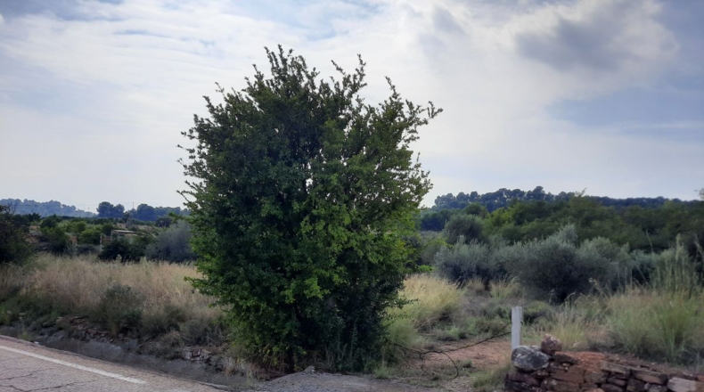 Valencia - Algimia de Alfara - 4136m2