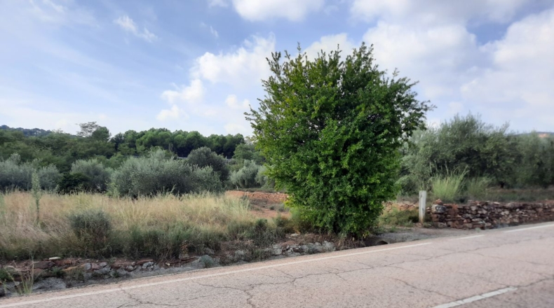 Valencia - Algimia de Alfara - 4136m2