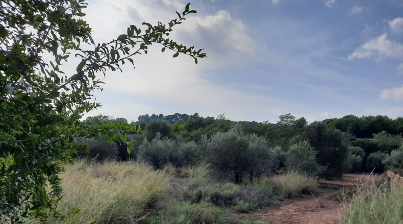 Valencia - Algimia de Alfara - 4136m2