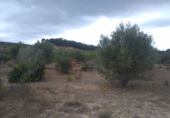 Finca rústica en venta en Segorbe ref: TR37505 foto