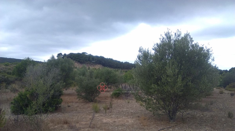 Castellón - Segorbe - 12315m2