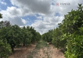 Non-developable land for sale in Sagunto ref: TR87400 photo
