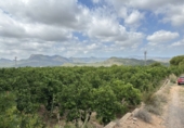 Non-developable land for sale in Sagunto ref: TR87400 photo