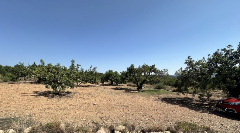 València - Alfara de la Baronía - 4553m2
