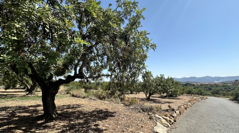 València - Alfara de la Baronía - 4553m2