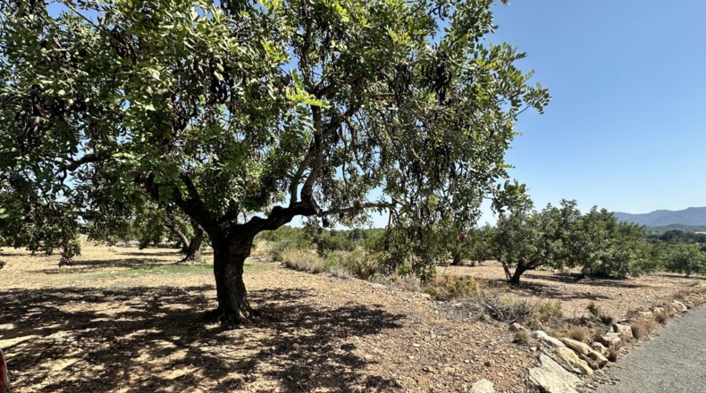 València - Alfara de la Baronía - 4553m2