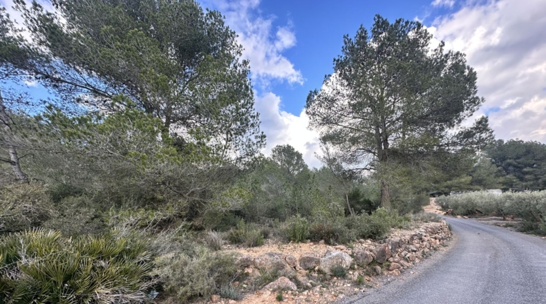 Valencia - Sagunt - 6133m2
