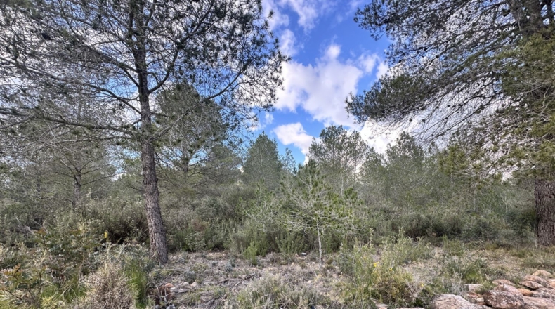 Valencia - Sagunt - 6133m2