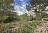 Non-developable land for sale in Sagunto ref: TR253076 photo