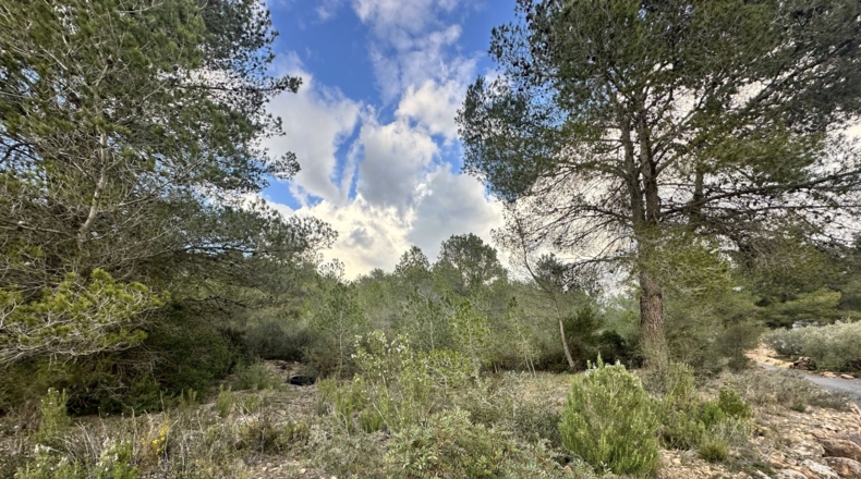 Valencia - Sagunt - 6133m2