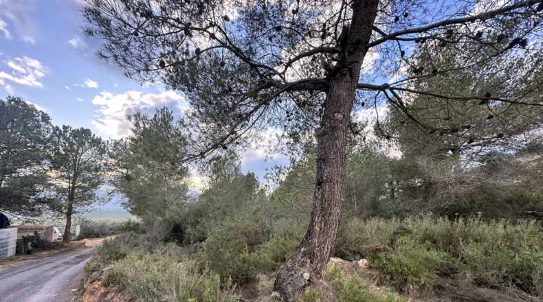 Valencia - Sagunt - 6133m2
