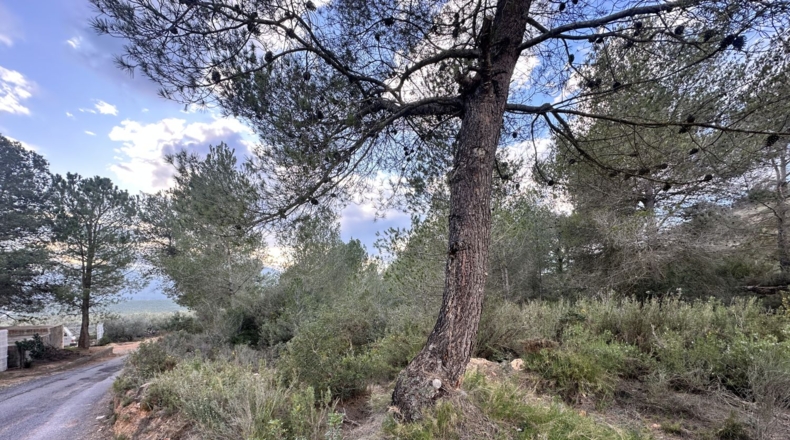 Valencia - Sagunt - 6133m2