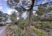 Non-developable land for sale in Sagunto ref: TR253076 photo