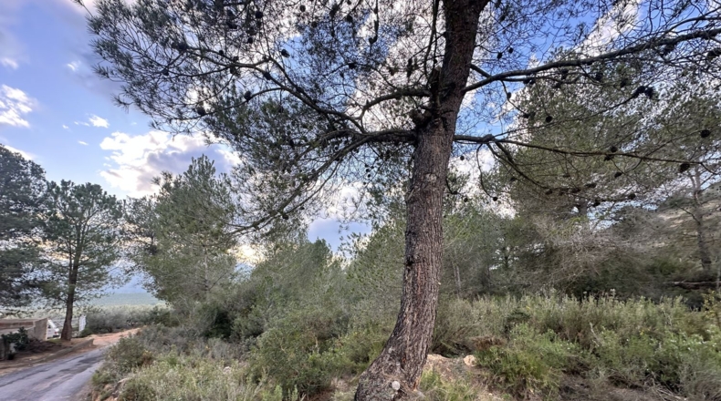 Valencia - Sagunt - 6133m2