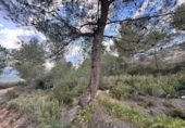 Non-developable land for sale in Sagunto ref: TR253076 photo