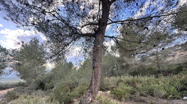 Valencia - Sagunt - 6133m2