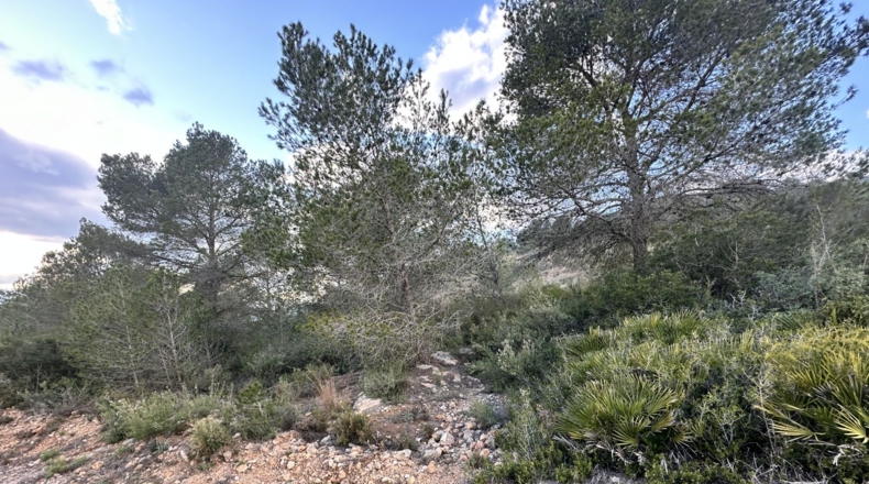 Valencia - Sagunt - 6133m2