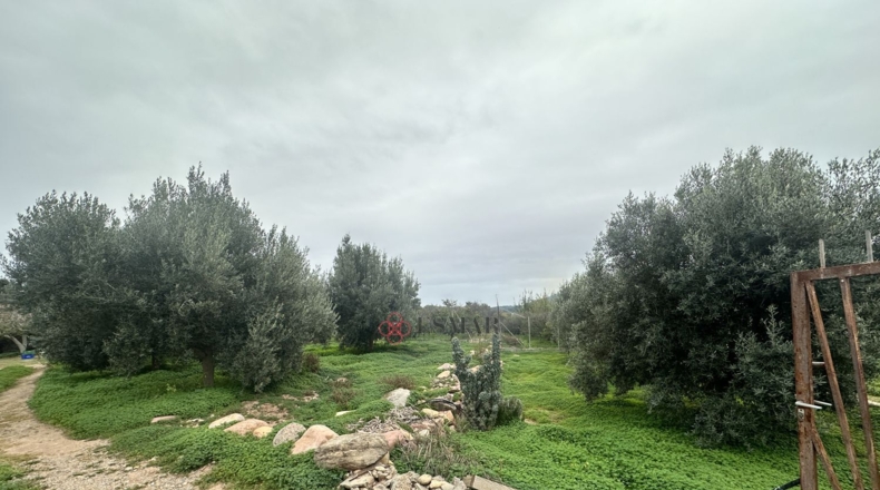 València - Petrés - 6536m2