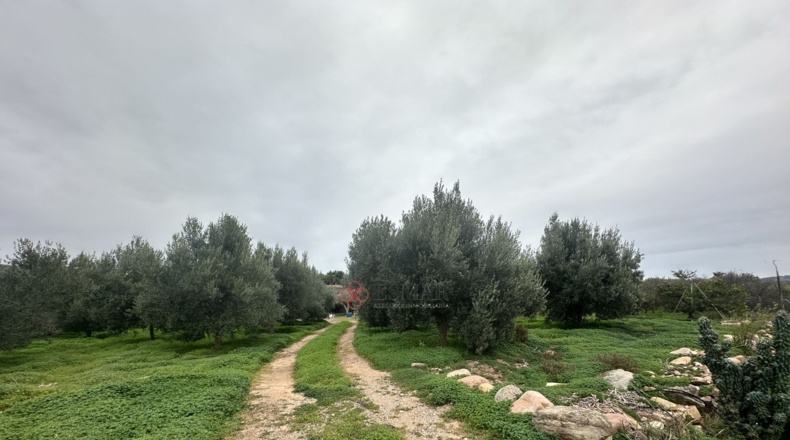 València - Petrés - 6536m2