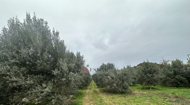 València - Petrés - 6536m2