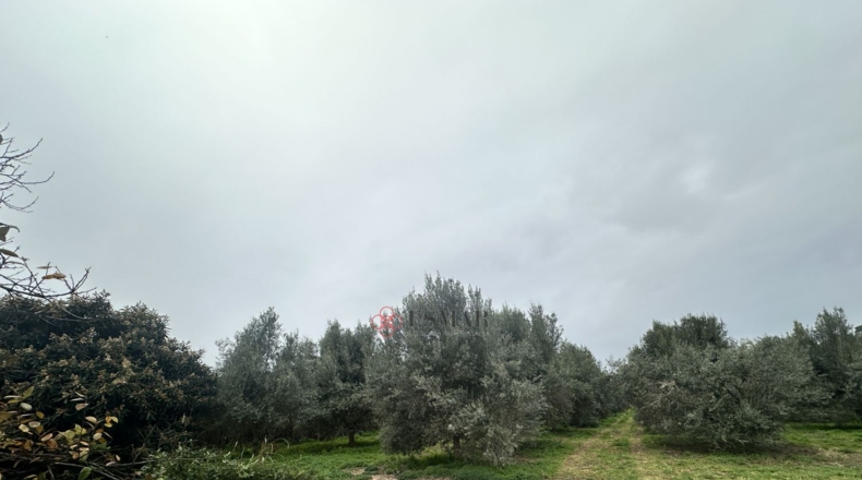 València - Petrés - 6536m2