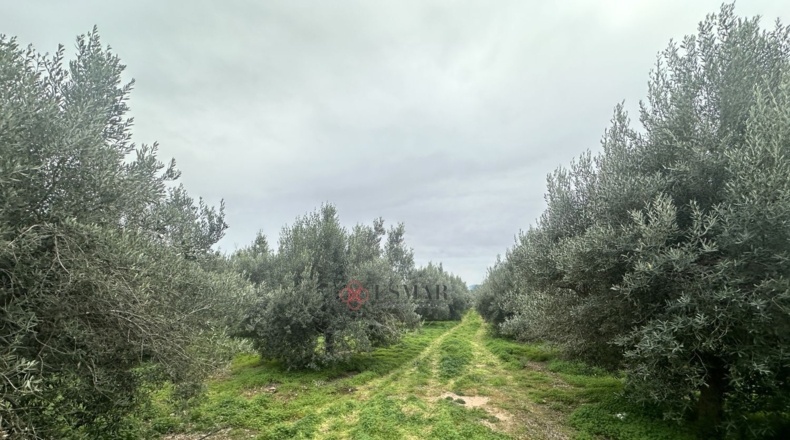 València - Petrés - 6536m2