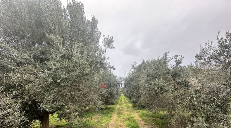 València - Petrés - 6536m2