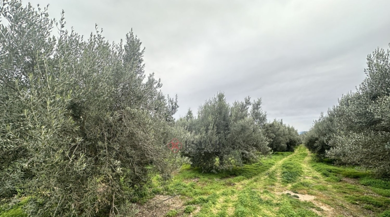 València - Petrés - 6536m2
