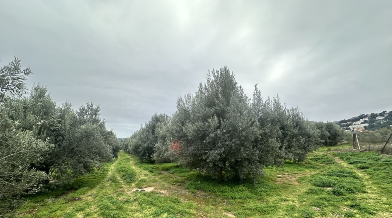 València - Petrés - 6536m2