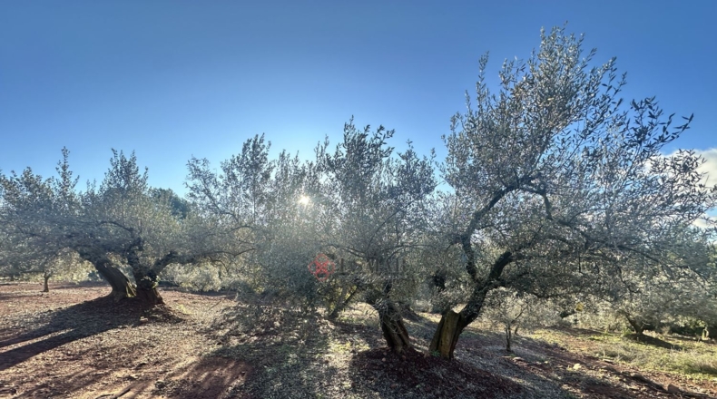 Castellón - Soneja - 10311m2