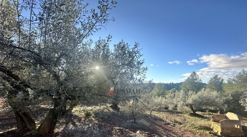 Castellón - Soneja - 10311m2