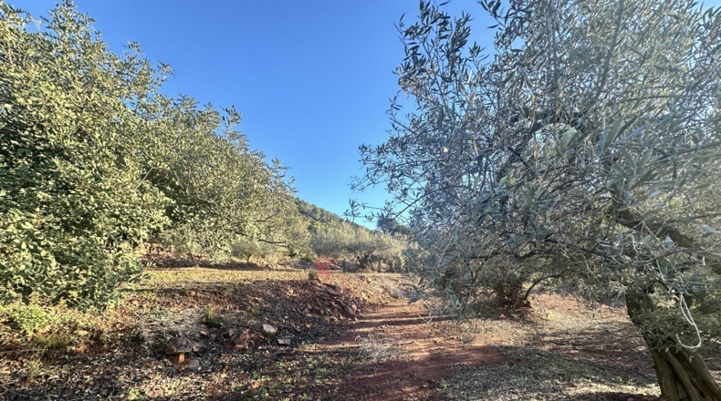 Castellón - Soneja - 10311m2