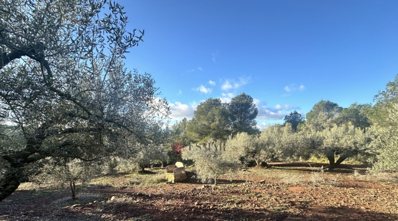 Castellón - Soneja - 10311m2