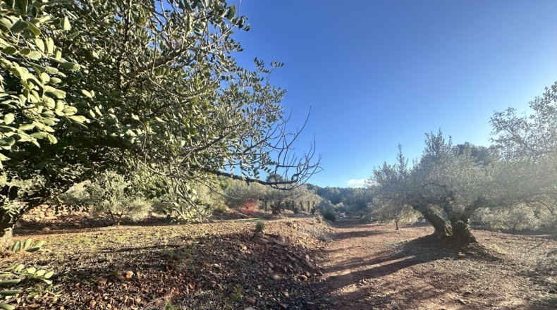 Castellón - Soneja - 10311m2