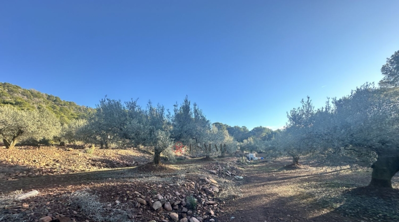 Castellón - Soneja - 10311m2