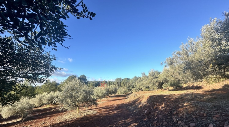 Castellón - Soneja - 10311m2