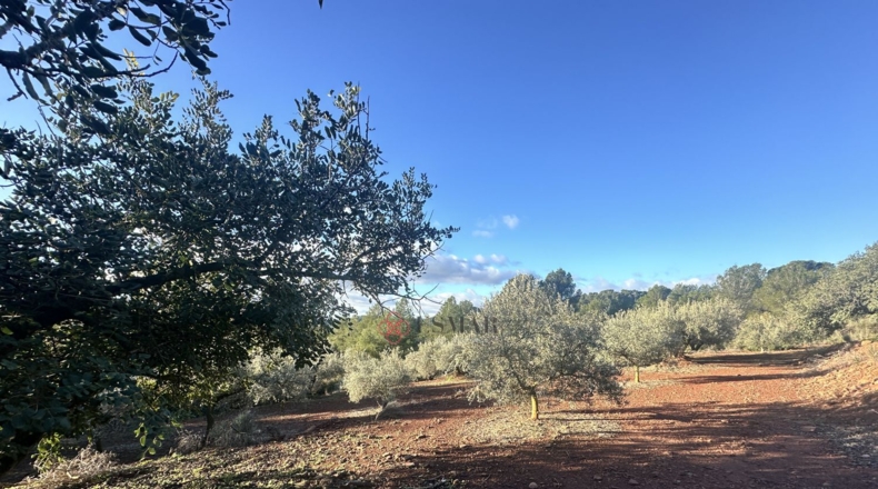 Castellón - Soneja - 10311m2