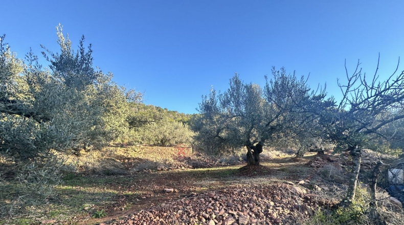 Castellón - Soneja - 10311m2