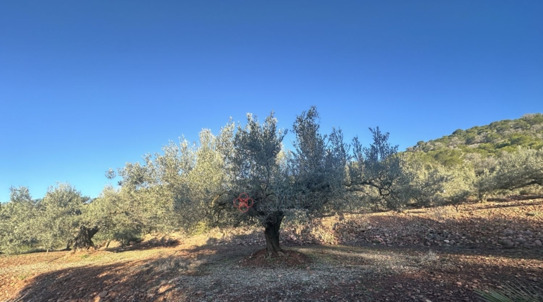 Castellón - Soneja - 10311m2