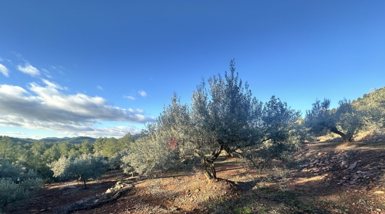 Castellón - Soneja - 10311m2