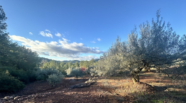 Castellón - Soneja - 10311m2