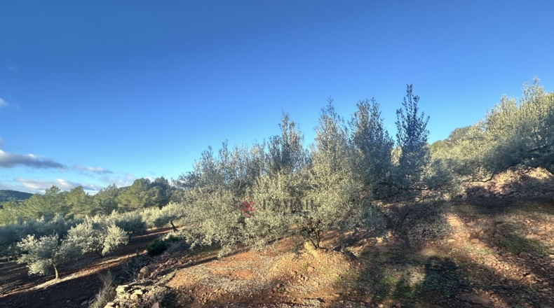 Castellón - Soneja - 10311m2